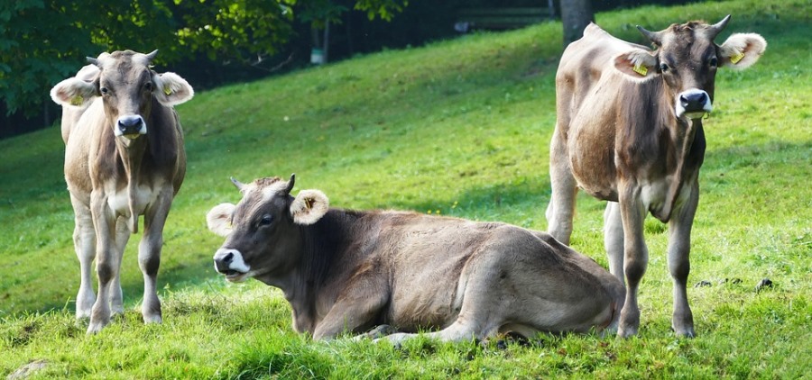 BSE outbreak confirmed at Scottish farm