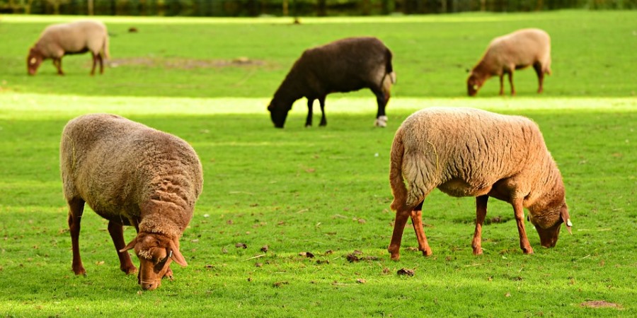 UK slaughtering figures revealed by FSA