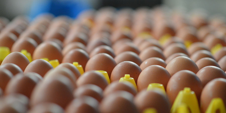 BFREPA launches contract guidance to restore supply chain balance