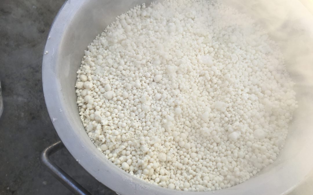 Nitrogen freeze drying for bacteria allows process testing before investing